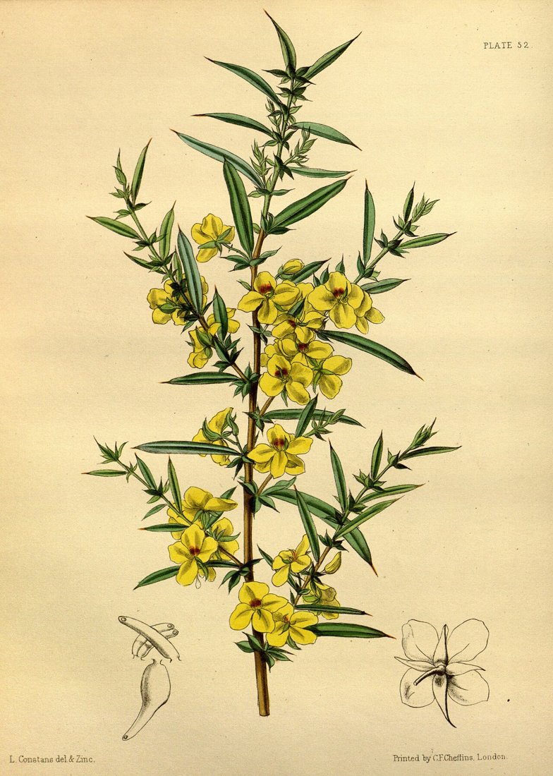 Gravure botanique coloriée : un rameau d'arbuste aux feuilles étroites et aux fleurs jaunes