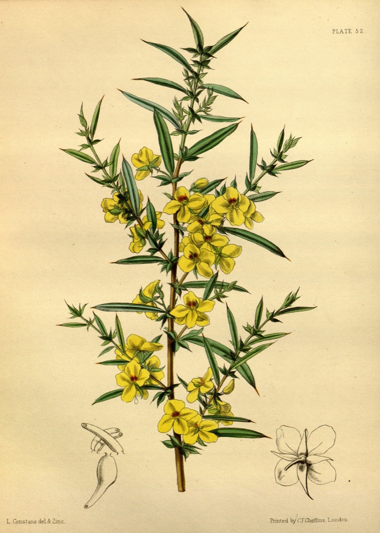 Planche botanique : rameau fleuri de Labichea lanceolata, fleurs jaunes et feuilles lancéolées